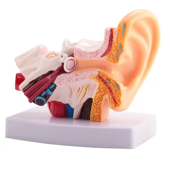 1,5-Krát Ľudské Ucho Anatómie Model Ukazuje Orgánov Štruktúry Centrálnych a Externých Uši Spotrebný materiál na Vyučovanie Obrázok