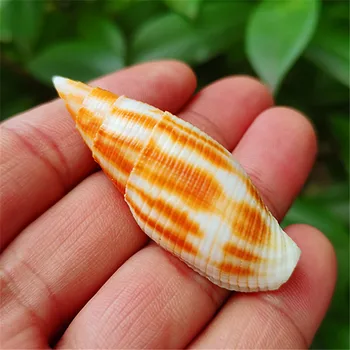 Phaeomitra Eremitarum Prírodné Vzácne Morské Slimáky Shell Fish Tank Krajiny Dekorácie Vzorom Snail Home Collection Ornament Obrázok